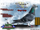 halima.jpg

233,12 KB
800 x 600
29.12.2008