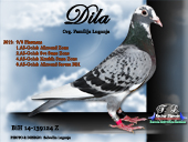 dila.jpg

304,68 KB
800 x 600
29.12.2008